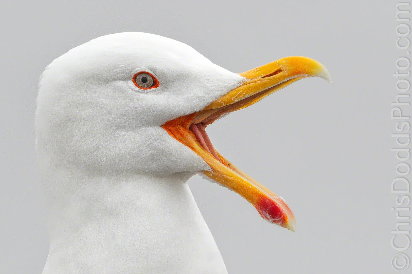 Herring Gull Portrait (Laughing) — Nature Photography Blog